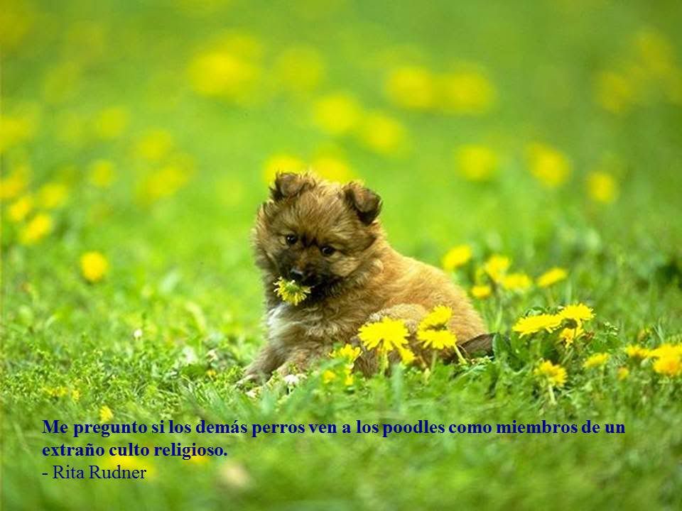 Las mejores frases de nuestros mejores amigos, los perros