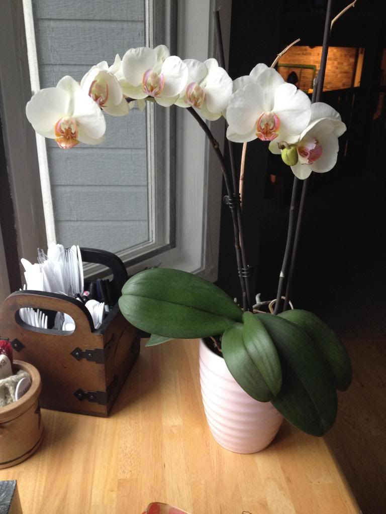 on the orchid that has been telling my story | girlwithblog.com