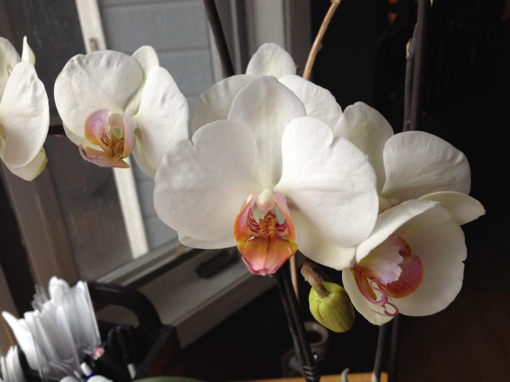 on the orchid that's been telling my story | girlwithblog.com