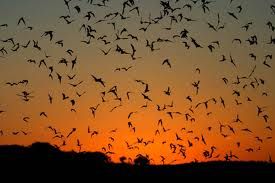 Summer Evening Nature Series Summer Evening Nature Series