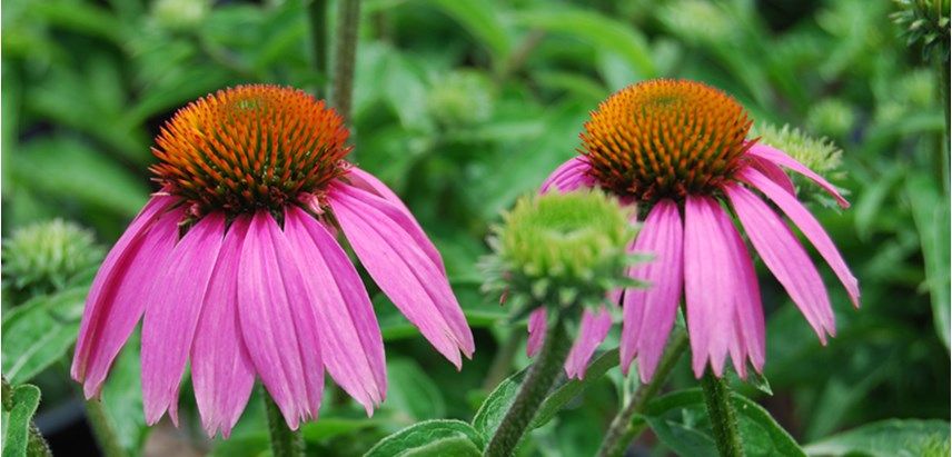 Growing Native Growing Native