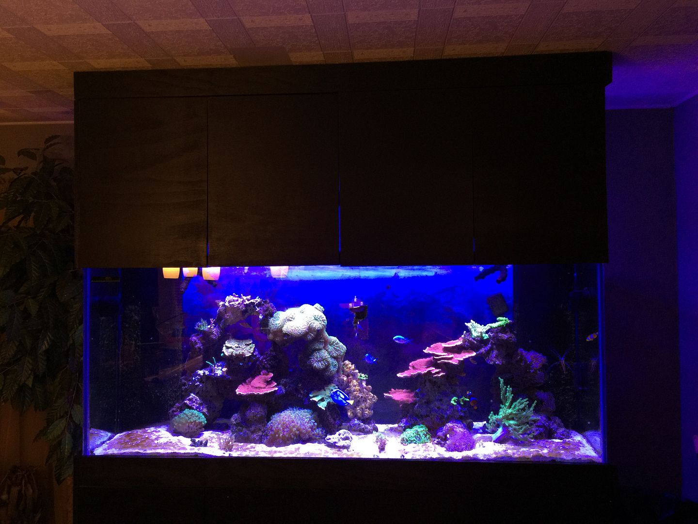 Show me your floating canopies Reef Central Online Community