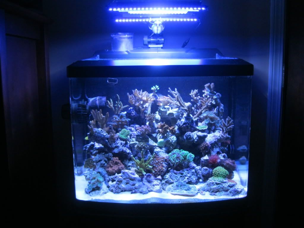 Biocube 29 Hqi