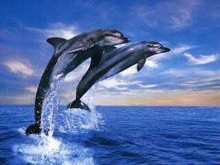 DOlPHINS Pictures, Images and Photos