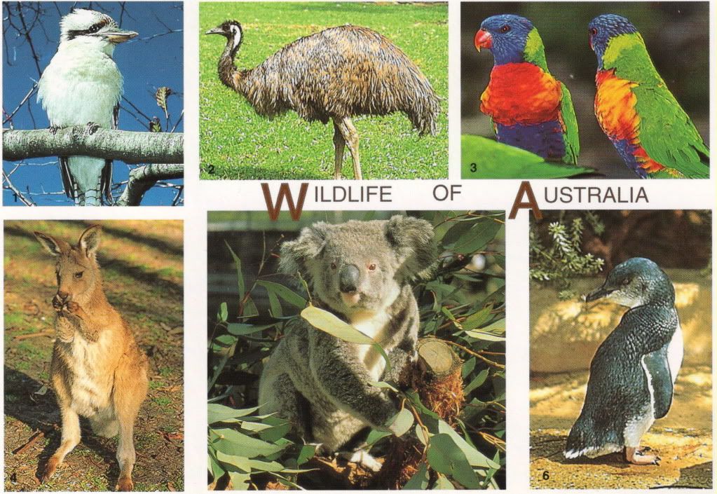 Wildlife of Australia