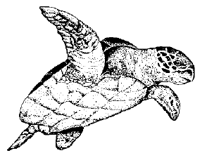 Sea Turtle Talk Sea Turtle Talk